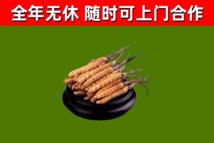 印台区烟酒回收冬虫夏草.jpg